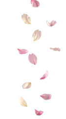 舞い散る桜の花びら、透明背景