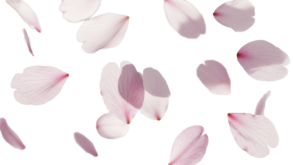 重なる桜の花びらセット、透過背景