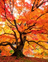A vibrant tree with colorful autumn leaves