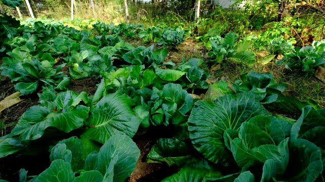 Close up of multiple small wild cabbage head forming in the middle of previously harvested vegetable as plants being regrown to be used as fresh chicken feed