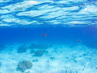 ゴマモンガラ, モンガラカワハギ科,
Titan triggerfish, Balistoides viridescens,...