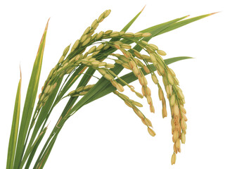  A close-up view shows a stalk of rice with golden grains ready for harvest. The long green leaves curve gracefully around the heavy seed head. This image captures the agricultural beauty of a staple 