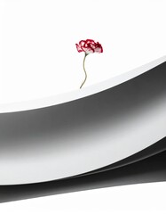 Single Red Flower Standing Alone on Curved White Surface