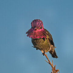 Fototapeta premium Male Anna’s Hummingbird Perched on Bare Branch in Morning Light