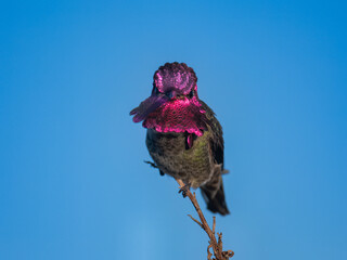 Male Anna’s Hummingbird Perched on Bare Branch Against Clear Blue Sky