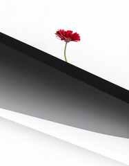 Single Red Flower on Abstract Black and White Background