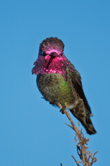 Fototapeta premium Male Anna’s Hummingbird Perched on Branch Against Clear Blue Sky