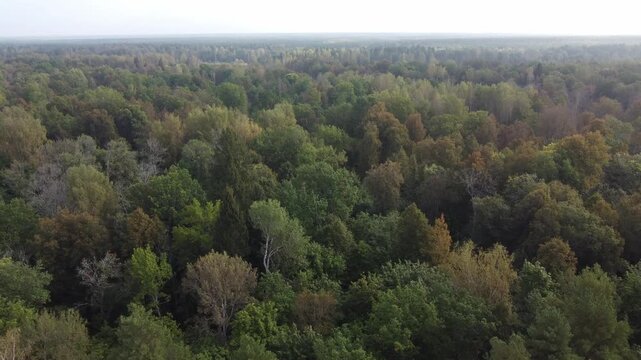 Autumn forest treetops view from a quadcopter. Flying over a deciduous forest. Dense green forest. High quality 4k footage