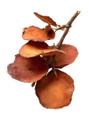 Dry Fruit Cluster: A close-up showcases a cluster of dry, seed-bearing fruits. Their unique texture and muted colors offer a glimpse into the wonders of nature.