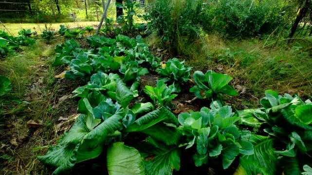 Moving camera backwards above garden bed pf white cabbages degrowing after first harvest in summer. Small multiple heads forming in middle of each plant.