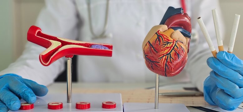 Doctor demonstrating the impact of smoking on heart and blood vessels