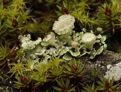 Cladonia coccifera, Flechten, Scharlach-Becherflechte