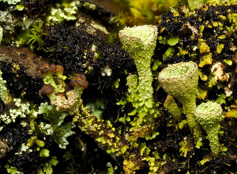 Cladonia coccifera, Flechten, Scharlach-Becherflechte