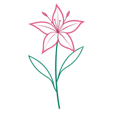 gaura pink flower line art on white background 