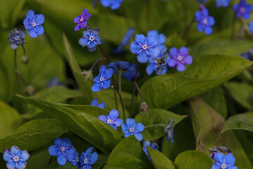 forget me not