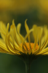 yellow flower macro
