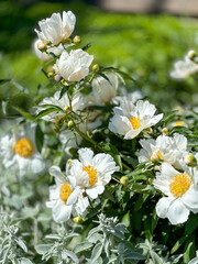 white flowers in the garden