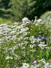 field of daisies
