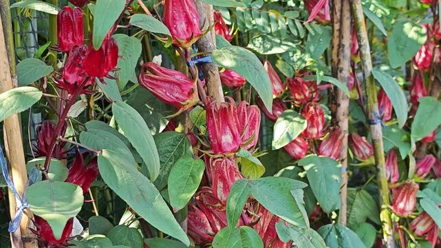 Hibiscus sabdariffa or roselle flower