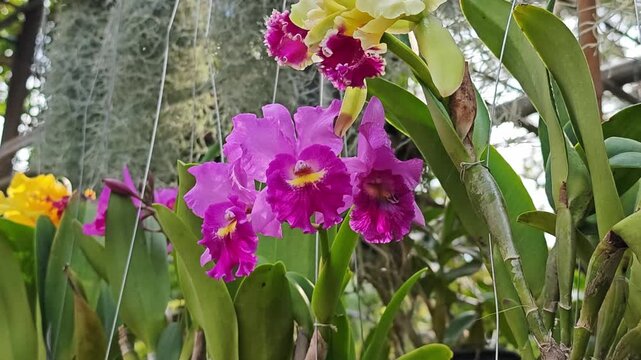 The beautiful vibrant orchids flowers.