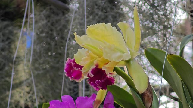 The beautiful vibrant orchids flowers.