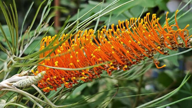 Close up of Grevillea flower.

