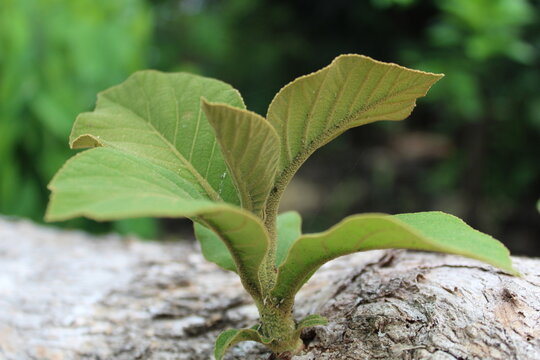 side view teak (Tectona grandis) leaves with broad oval shape, visible veins, rough texture, and fresh green color on young branches.for nature themes,forestry, tropical plants, and botani background