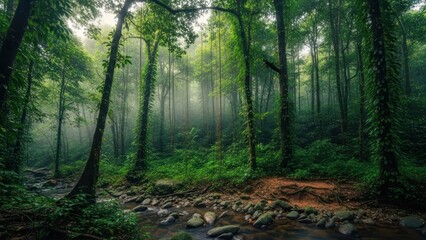 Obraz premium Lush, verdant forest with flowing stream and dappled sunlight