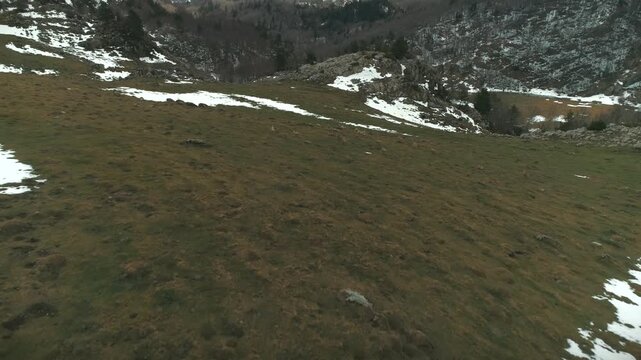 Intriguing aerial shot following a pack of wild Roe Deer in Larra-Belagua. The animals traverse snow patches and rocky slopes before disappearing into the winter landscape.