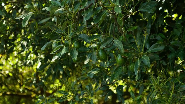 SLOW MOTION ZOOM IN SHOT OF UN RIPE AVOCADOS HANGING OFF A TREE IN MICHOAC&Aacute;N