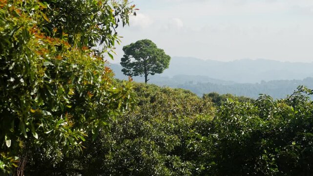 SLOW ZOOM IN RACK FOCUS IN SHOT OF AN AVOCADO FARM TREE TOPS IN MICHOAC&Aacute;N