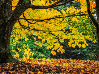 Bright Yellow Autumn Leaves Framed By Trees