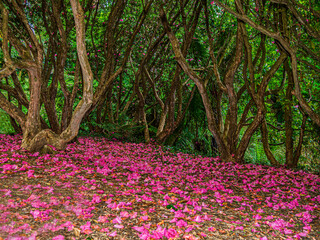 Carpet Of Vivid Red Flowers Before Twisted Trunks