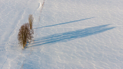 einzelner Baum auf Feld in Winterlandschaft Drohnenaufnahme