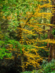 Bright Yellow Autumn Leaves Stand Out Against The Green vert