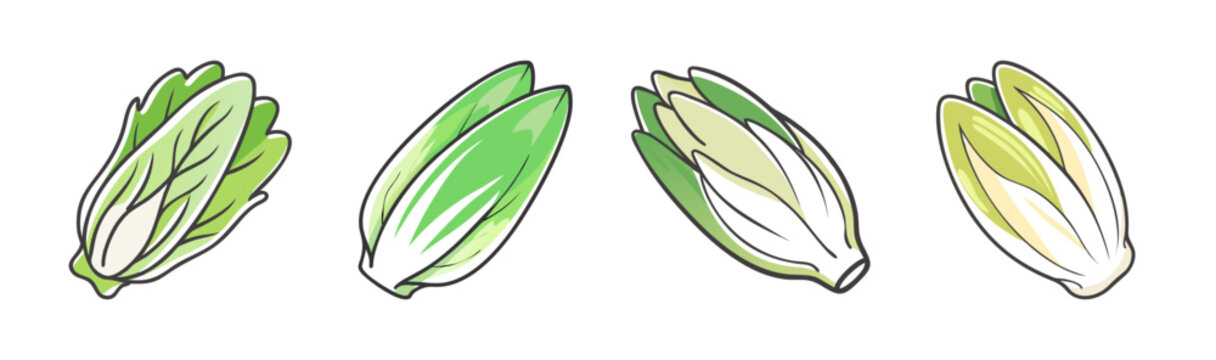 Four Belgian endive vegetables with green and white leaves, isolated.