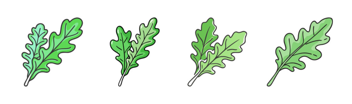 Hand-drawn green arugula leaves on a white background, vector illustration