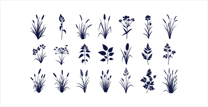 Detailed Botanical Wild Grasses Meadow Plants Reeds Silhouettes Vector Icons Collection Set