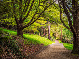  Trail Between Trees Through Hilly Park