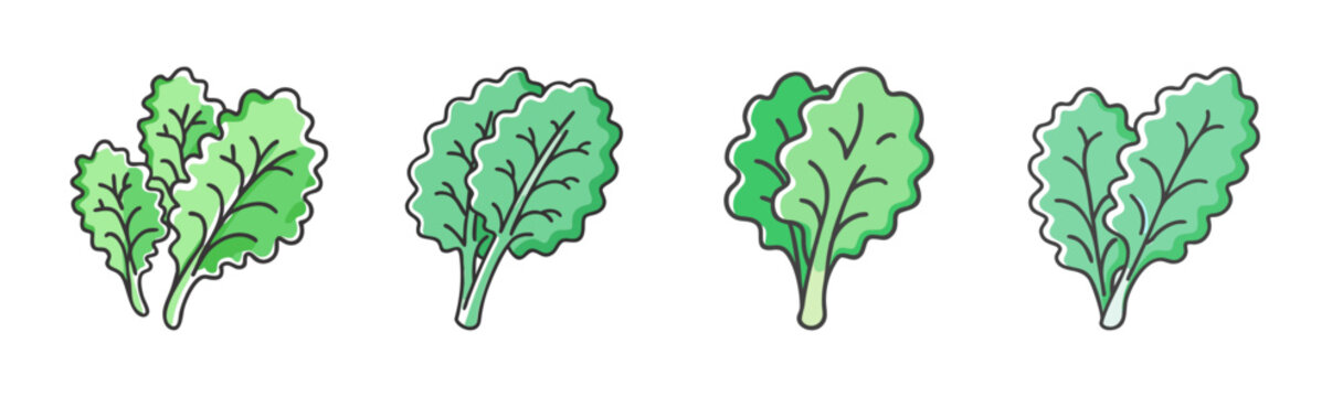 Fresh green kale leaves, healthy leafy vegetable for salads and cooking