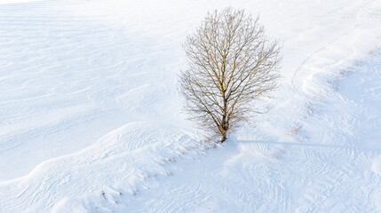 einzelner Baum auf Feld in Winterlandschaft Drohnenaufnahme