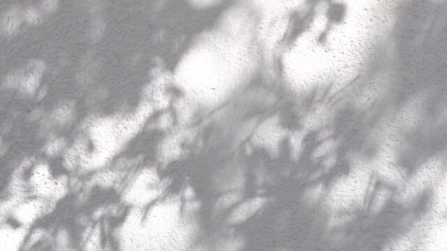 Minimalist nature background with tree shadows dancing on a white textured wall. Cinematic dappled sunlight aesthetic.