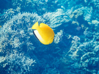 Obraz premium シテンヤッコ, キンチャクダイ科, Threespot Angelfish, Apolemichthys trimaculatus, 美しいサンゴ礁と熱帯魚の群れ。 安室島沖縄県 島尻郡慶良間諸島座間味島-2025 沖縄本島から40km西方の諸島。30以上の島嶼群全体が国立公園に指定。珊瑚礁の青い海と白い砂浜は世界屈指の美しさ。貴重な動植物が多数生息。 