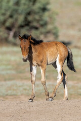 Fototapeta premium Brown bay colored wild horse colt in the Apache Sitgreaves National Forest mountains in Heber Arizona United States