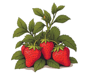 strawberry on a white background