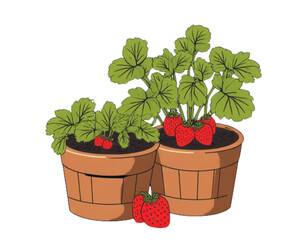 strawberry plant in a pot isolated