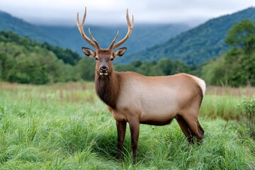 Fototapeta premium Male elk with large antlers standing in meadow