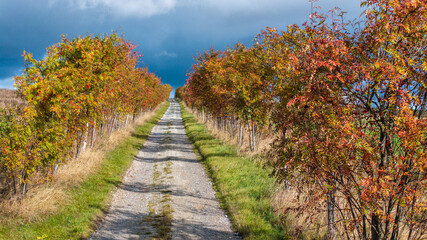 Naklejka premium Feldweg mit Baumallee