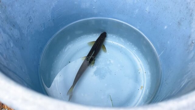 バケツの水中で泳いでる天然鮎の動画。