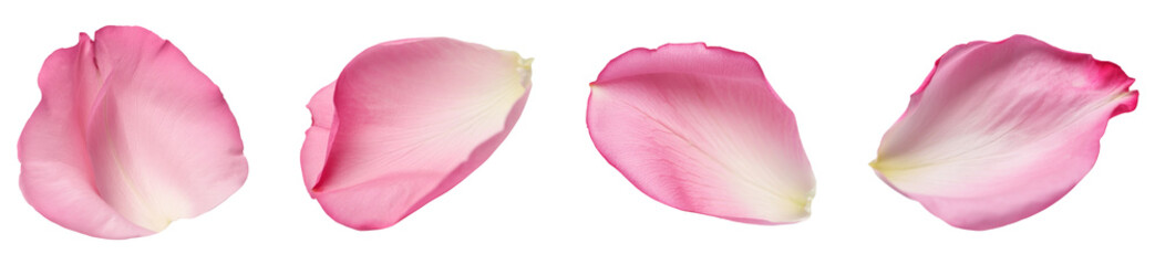 Collection of Pink petals, Flower petals, and Rose petals showcasing delicate texture against a white background for a fresh, botanical aesthetic.